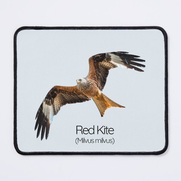 Item preview, Red Kite – Majestic Fork‑Tailed Raptor of British Skies designed and sold by The Digital Compass.