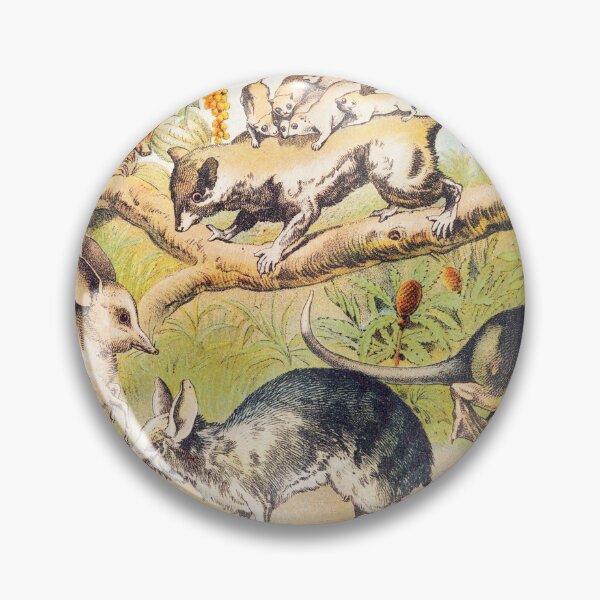 Item preview, Vintage Marsupials art plate Dasyure Chaeropus Opossum Bandicoot  designed and sold by Vintage Designs +.