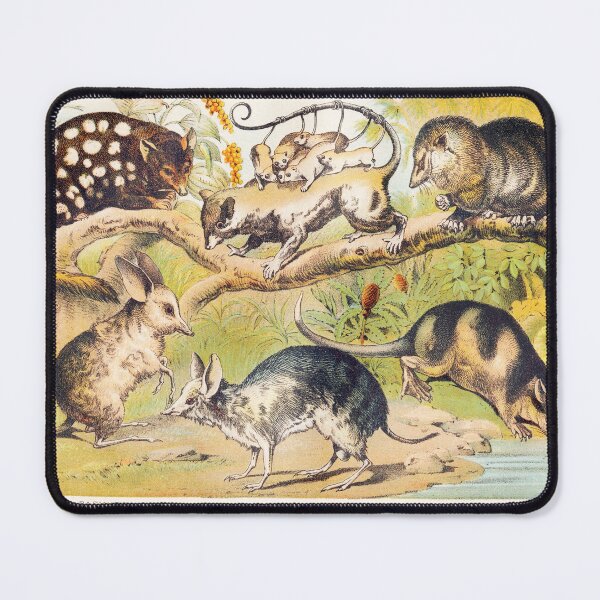 Item preview, Vintage Marsupials art plate Dasyure Chaeropus Opossum Bandicoot  designed and sold by Vintage Designs +.