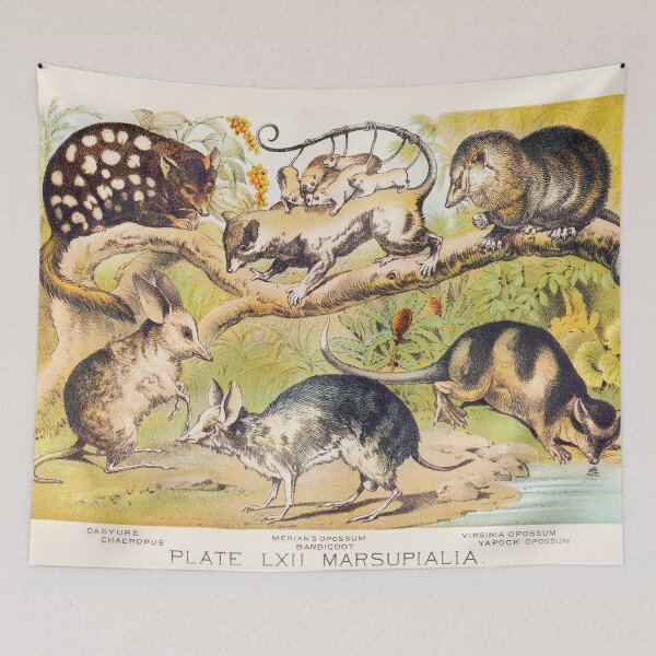 Item preview, Vintage Marsupials art plate Dasyure Chaeropus Opossum Bandicoot  designed and sold by Vintage Designs +.