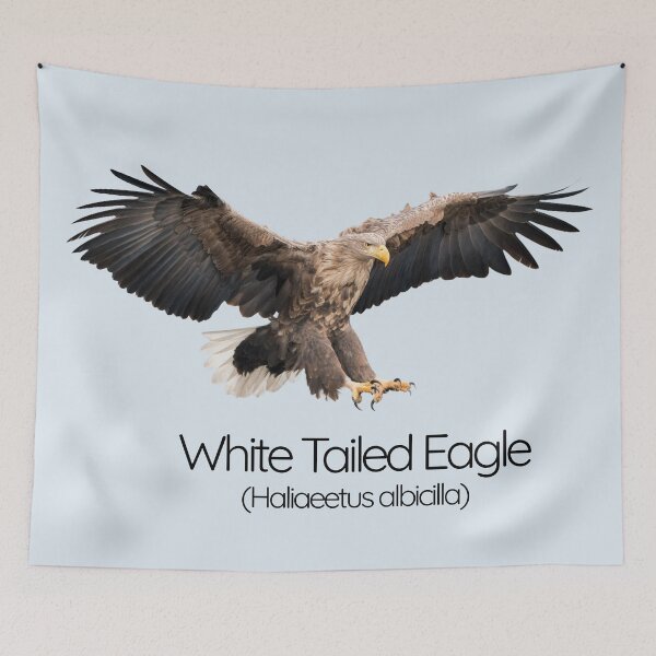 Item preview, White-Tailed Eagle – The Majestic Sea Hunter of Northern Skies designed and sold by The Digital Compass.