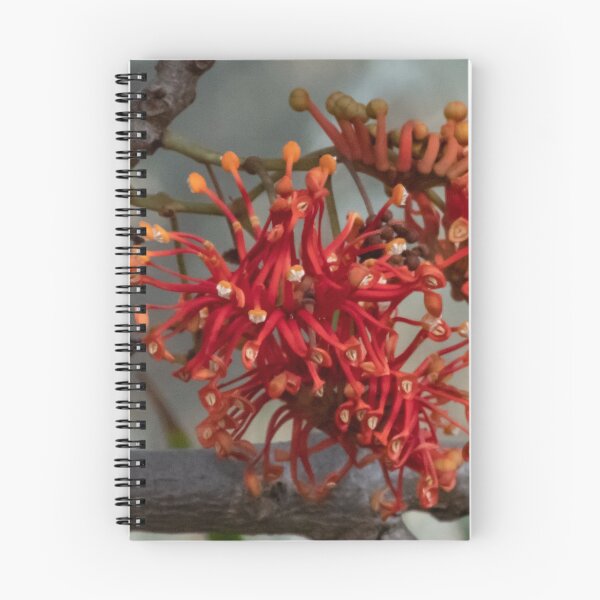 Item preview, Queensland Crimson Firewheel tree Stenocarpus sinuatus 20180501 2690  designed and sold by Fred Mitchell.