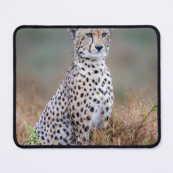 Item preview, Cheetah in the Rain Masai Mara Kenya designed and sold by PhotoArt by Joan Carroll.