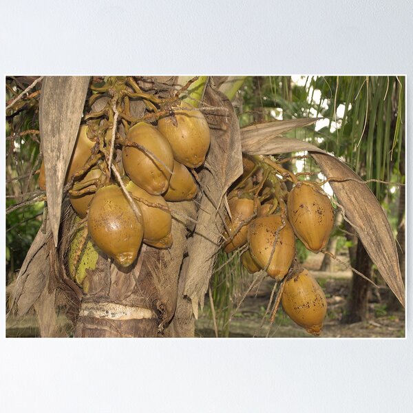 Item preview, Coconuts designed and sold by Larry  Grayam.