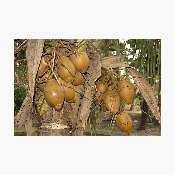 Item preview, Coconuts designed and sold by Larry  Grayam.