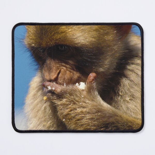 Item preview, Hungry Barbary macaque designed and sold by purelightimages.