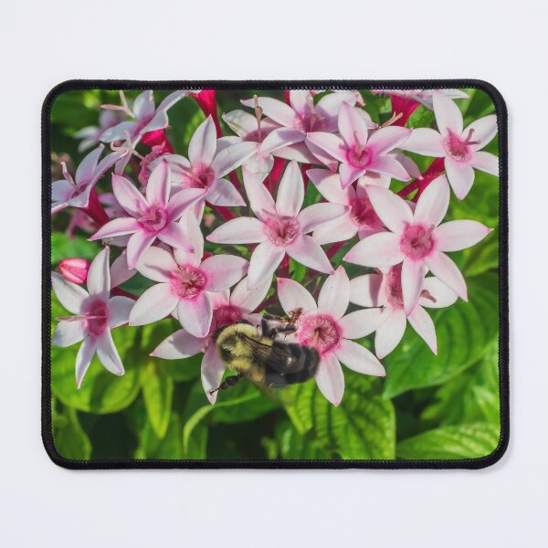Item preview, Two-spotted Bumble Bee Pollinating Egyptian Star-Clusters designed and sold by LINDA MCKUSICK.