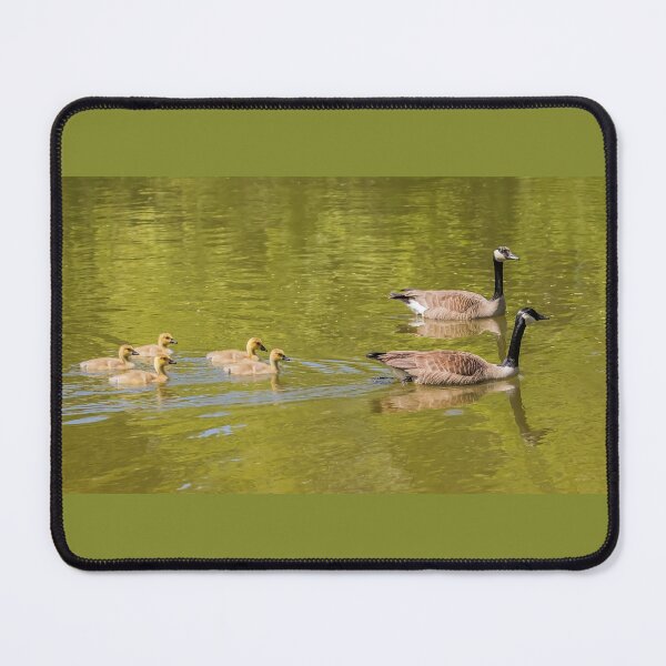 Item preview, Canada Geese and Their Five Baby Goslings designed and sold by LINDA MCKUSICK.