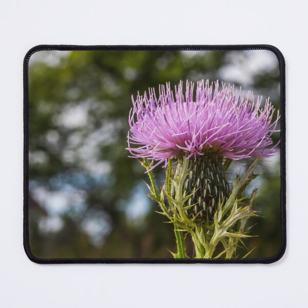 Item preview, Broad-winged Thistle or Spiny Plumeless Thistle designed and sold by LINDA MCKUSICK.