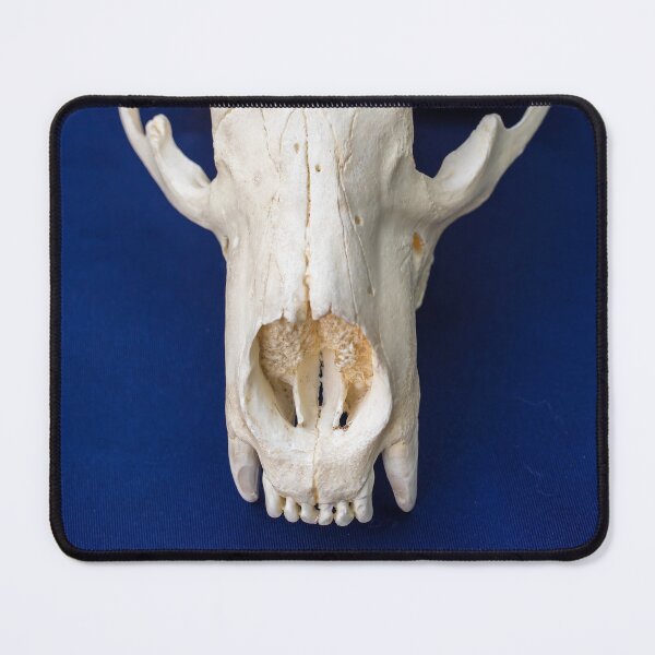 Item preview, Bear Skull designed and sold by LINDA MCKUSICK.