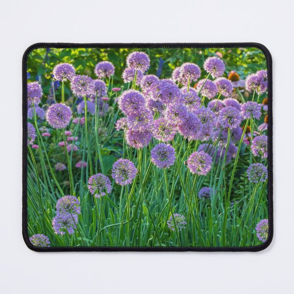 Item preview, Pretty Purple Allium Hollandicum, Persian Onion or Dutch Garlic designed and sold by LINDA MCKUSICK.