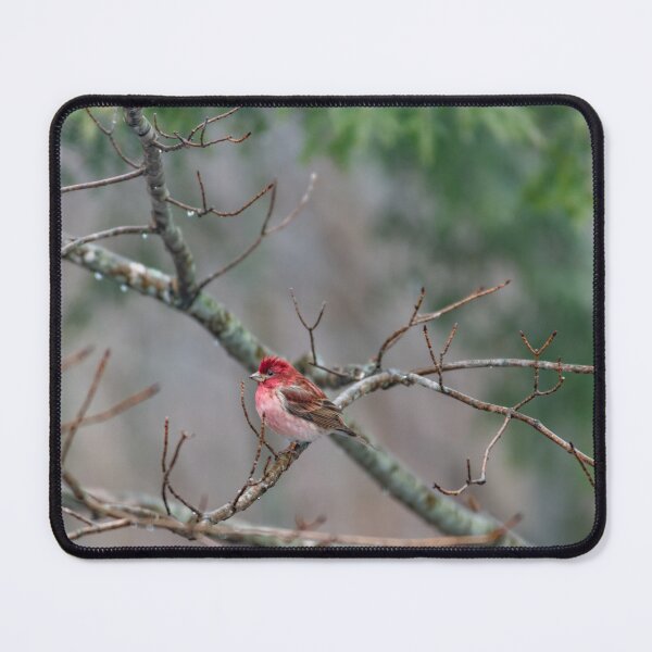 Item preview, Purple finch in its natural environment designed and sold by Roxane Bay.