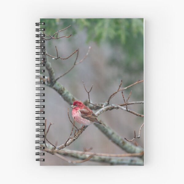 Item preview, Purple finch in its natural environment designed and sold by Roxane Bay.