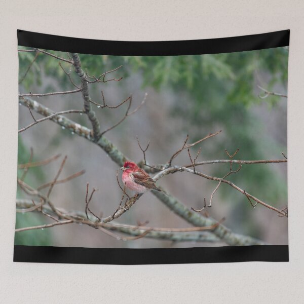 Item preview, Purple finch in its natural environment designed and sold by Roxane Bay.