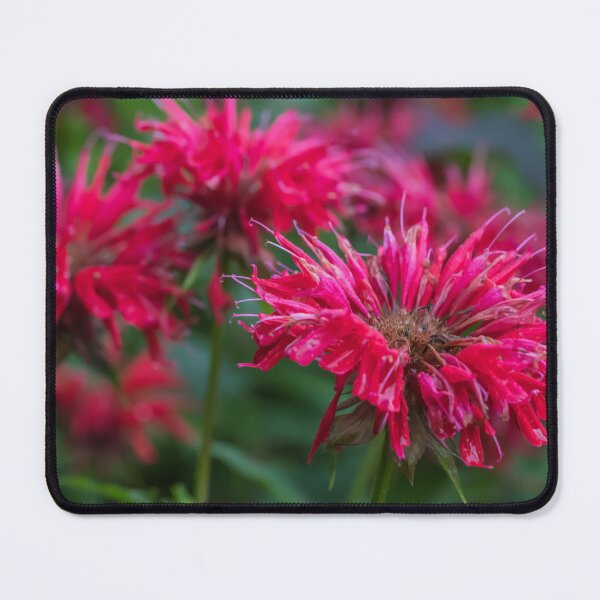 Item preview, Gorgeous Red Bee Balm or Monarda Blossoms designed and sold by LINDA MCKUSICK.