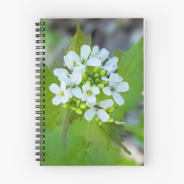 Item preview, Garlic Mustard, a Biennial Flowering Plant Blooming on a May Spring Day designed and sold by LINDA MCKUSICK.