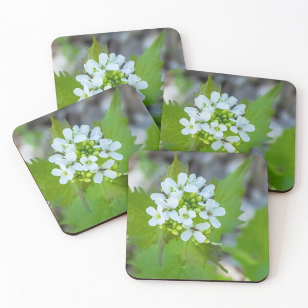 Item preview, Garlic Mustard, a Biennial Flowering Plant Blooming on a May Spring Day designed and sold by LINDA MCKUSICK.