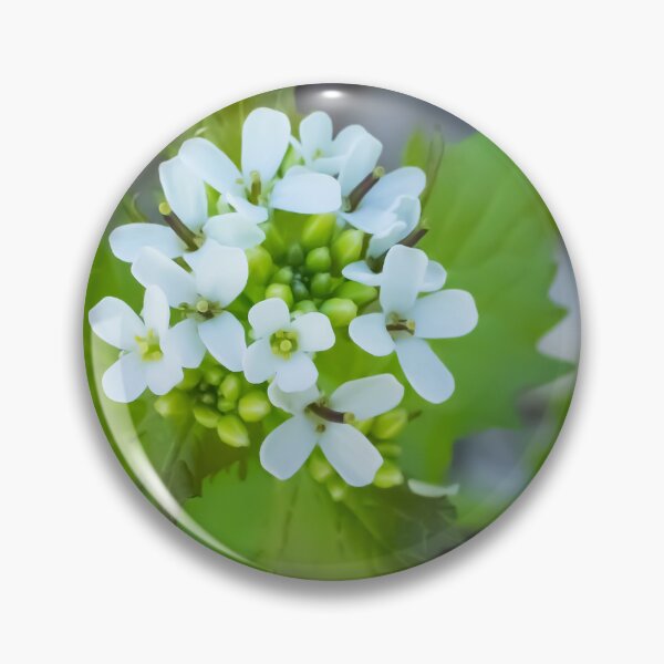 Item preview, Garlic Mustard, a Biennial Flowering Plant Blooming on a May Spring Day designed and sold by LINDA MCKUSICK.