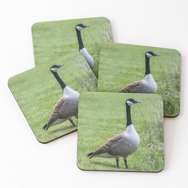Artikelvorschau, Kanadagans, Branta Canadensis, steht in der Nähe einiger Gräser entworfen und verkauft von LINDA MCKUSICK.