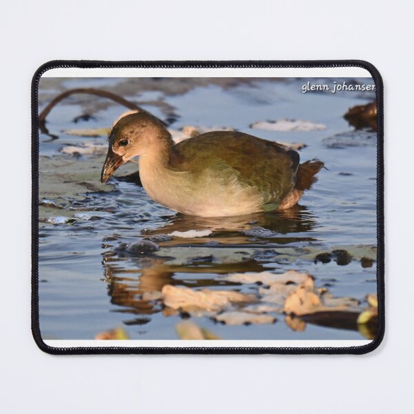 Item preview, Juvenile Purple Gallinule designed and sold by Glennphotos.