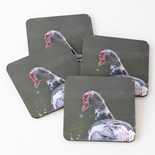 Item preview, Muscovy duck  designed and sold by Glennphotos.