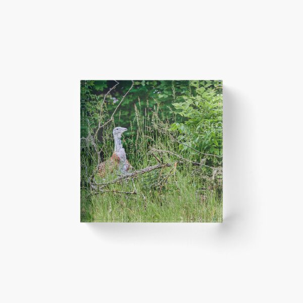 Item preview, Great Bustard designed and sold by Eidetic Photos.