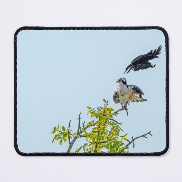 Item preview, Osprey being strafed by an American Crow designed and sold by lisavonbiela.