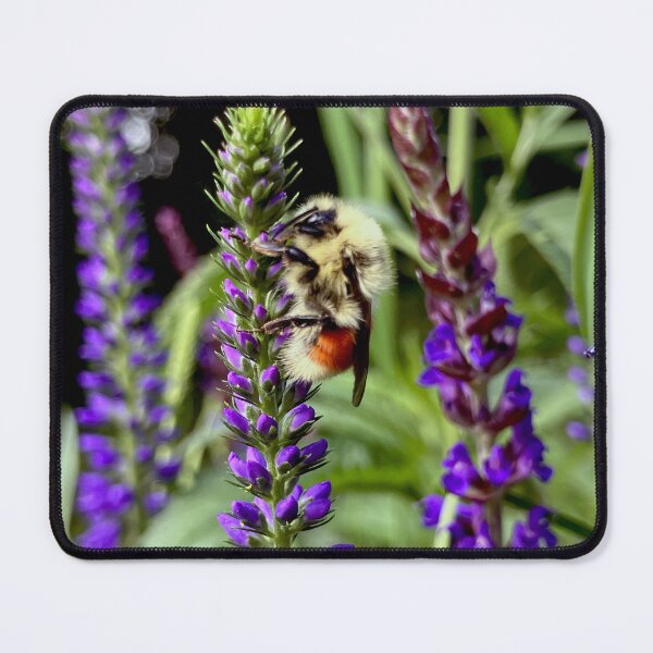 Item preview, Central Bumblebee with Flowering Speedwell Plant designed and sold by KTSubz Faith & Fun Designs.