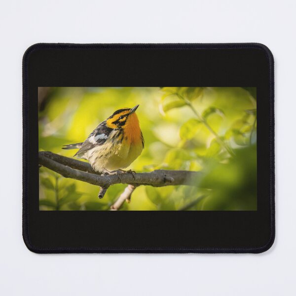 Item preview, Blackburnian warbler designed and sold by Shannon Emmel .