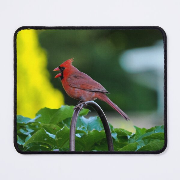 Item preview, Male Cardinal With Its Bill Wide Open designed and sold by BackyardBirder.