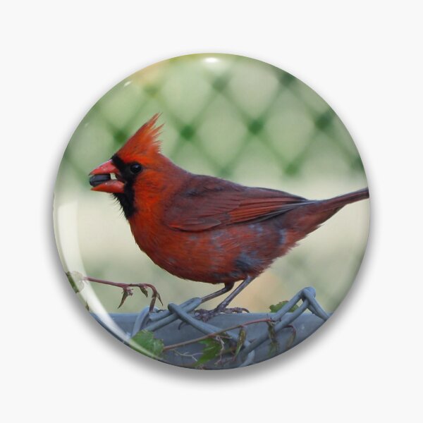Item preview, Male Northern Cardinal With a Sunflower Seed In Its Bill designed and sold by BackyardBirder.