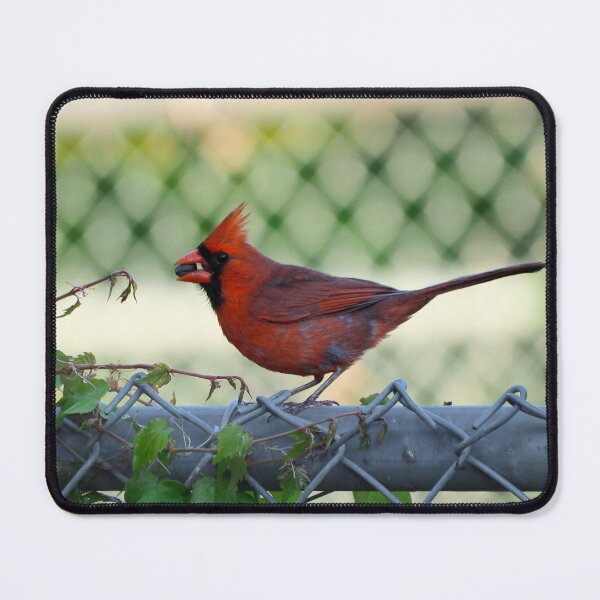 Item preview, Male Northern Cardinal With a Sunflower Seed In Its Bill designed and sold by BackyardBirder.