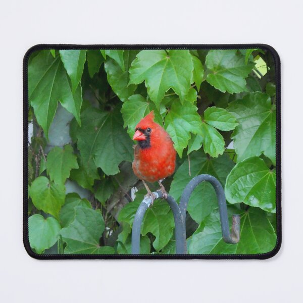 Item preview, Cardinal Perched On a Hook designed and sold by BackyardBirder.
