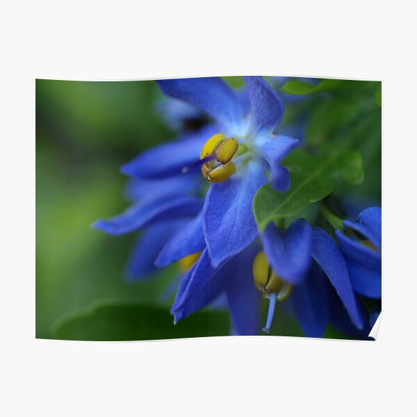 Solanum seaforthianum Poster