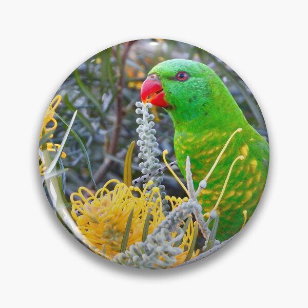 Artikelvorschau, Schuppenbrustlori in Grevillea entworfen und verkauft von Mark Grimsley.