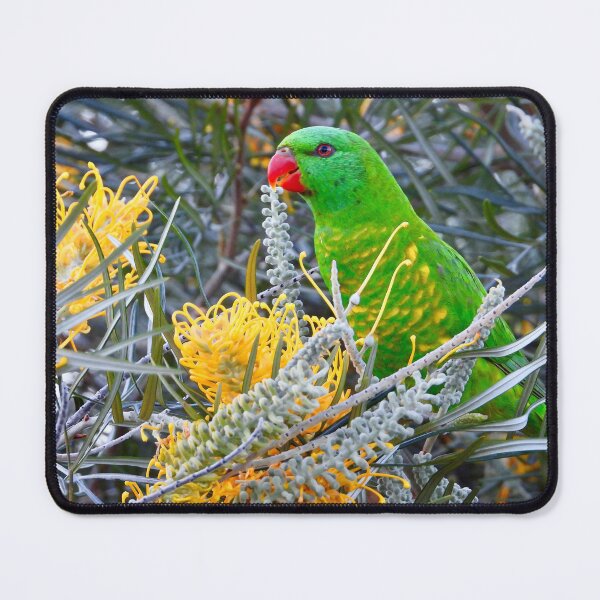 Item preview, Scaly-breasted Lorikeet in grevillea designed and sold by Mark Grimsley.