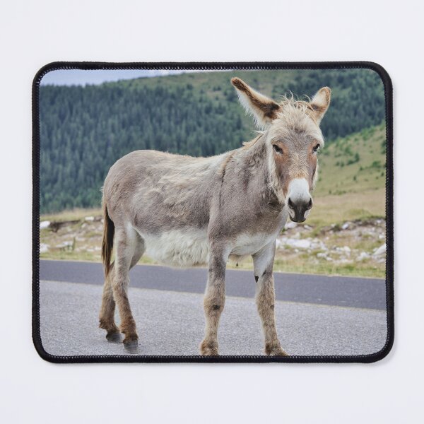 Item preview, Donkey Portrait on Transalpina Romania designed and sold by RastislavS.