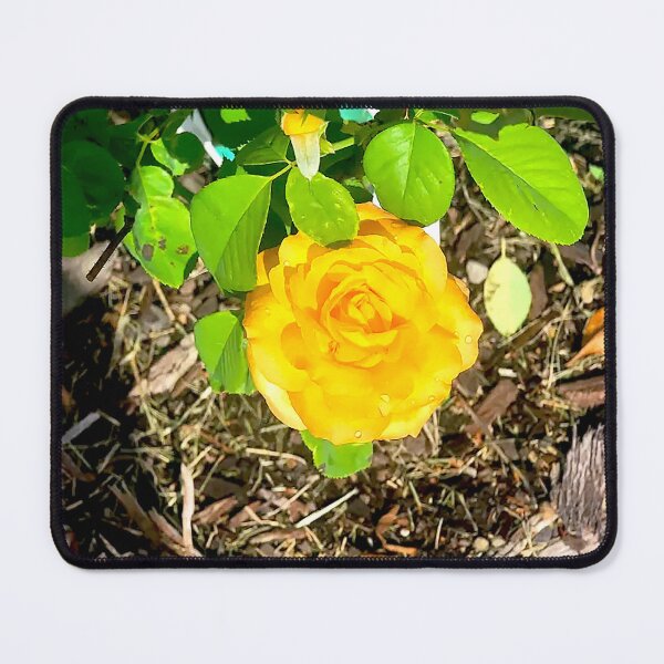 Item preview, Golden Yellow Rose in Full Bloom designed and sold by Exodoi.
