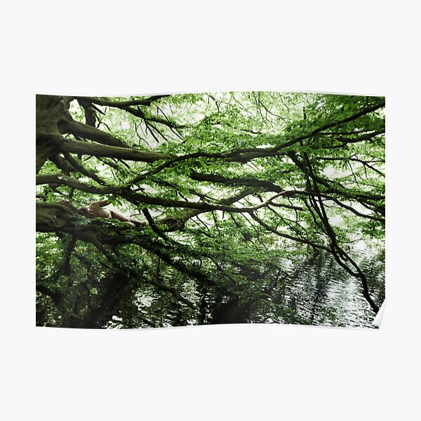 In the Forrest One Poster