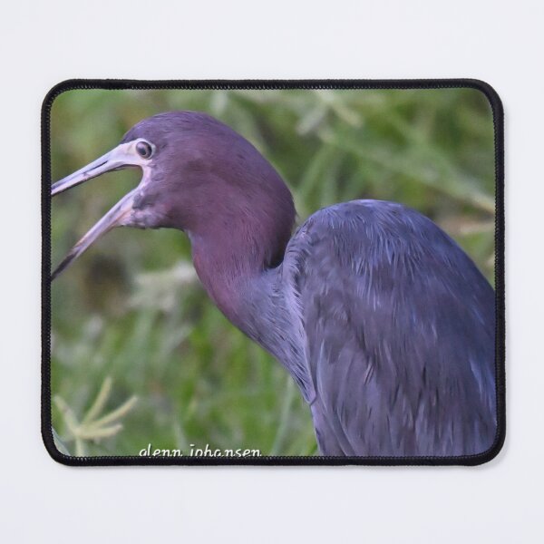 Item preview, Little Blue Heron  designed and sold by Glennphotos.