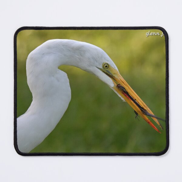 Item preview, Great White Egret feeding designed and sold by Glennphotos.