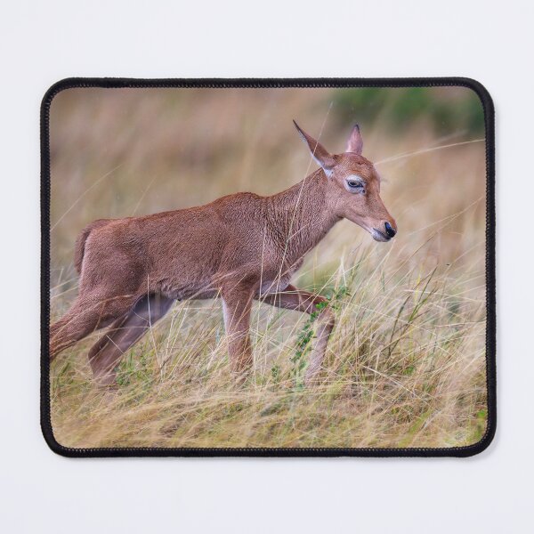 Item preview, Topi Calf Masai Mara Kenya designed and sold by PhotoArt by Joan Carroll.
