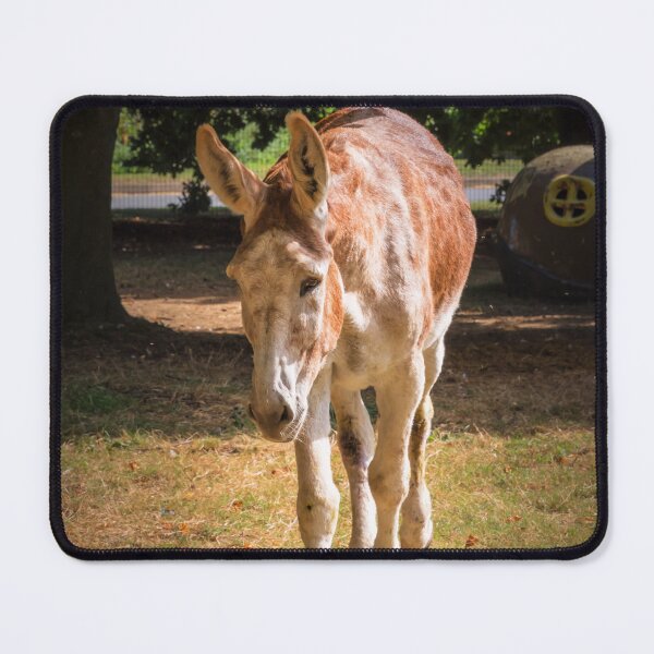 Item preview, Donkey designed and sold by JEZ22.