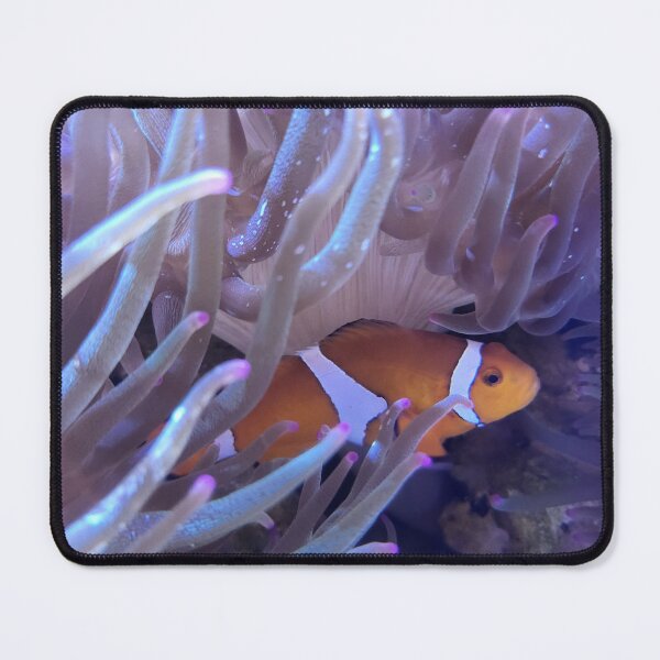 Item preview, Clownfish designed and sold by Creating Curiosity.