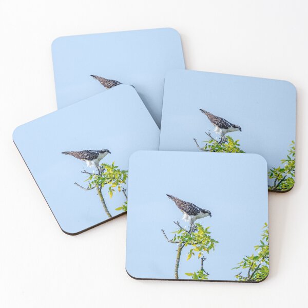 Item preview, Osprey Photobombed by a Flying Insect designed and sold by lisavonbiela.