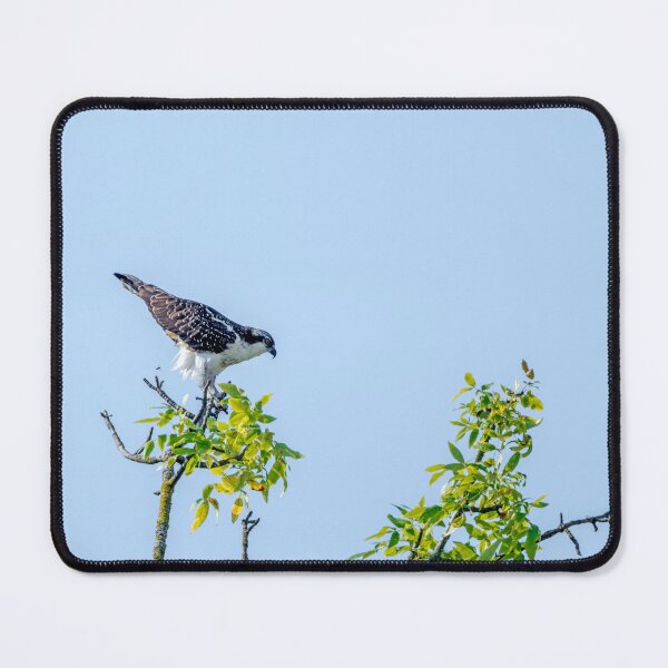 Item preview, Osprey Photobombed by a Flying Insect designed and sold by lisavonbiela.