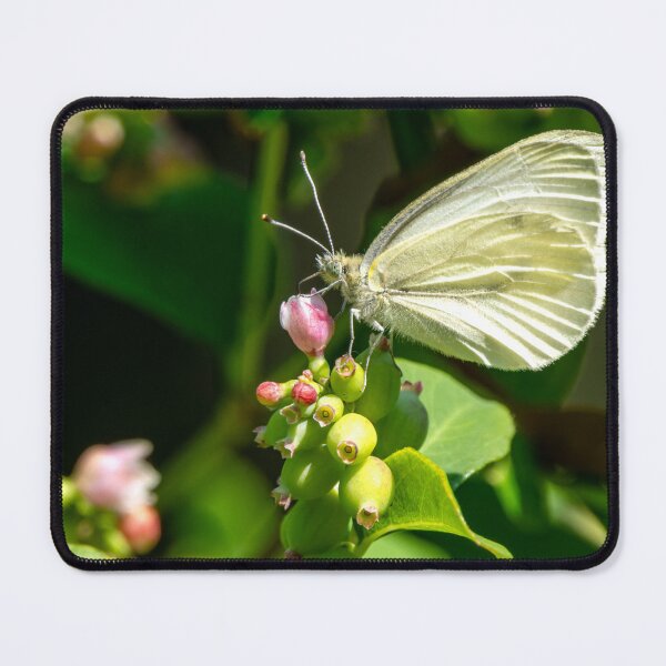 Item preview, Cabbage Butterfly feeding on a snowberry bloom designed and sold by lisavonbiela.