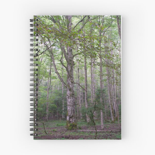 Item preview, Beech forest designed and sold by Janenica.
