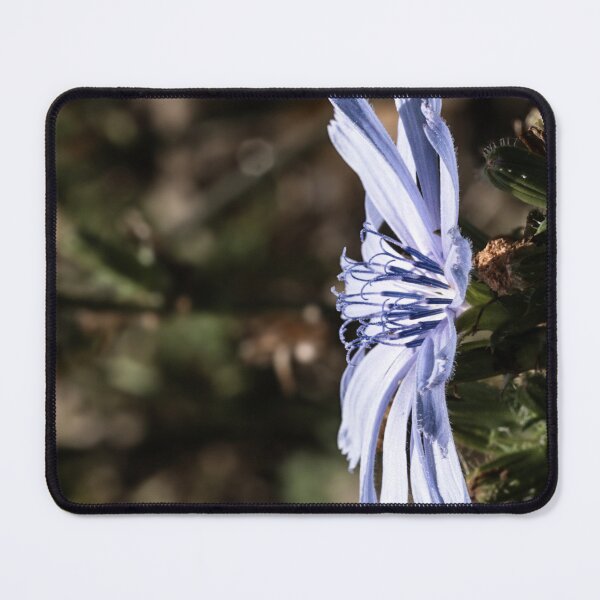 Item preview, Chicory bloom standing in profile designed and sold by Joel Bader.
