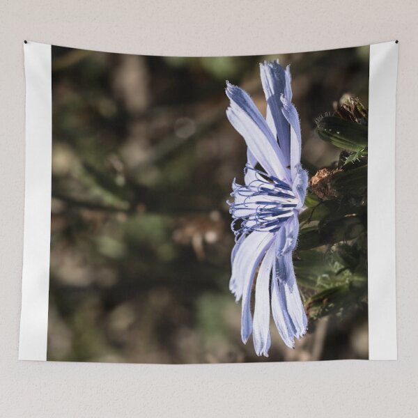 Item preview, Chicory bloom standing in profile designed and sold by Joel Bader.